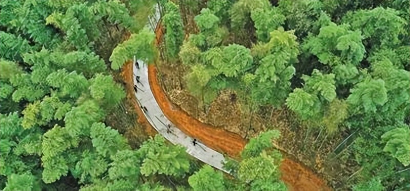 大熊猫爱吃的竹子是什么植物,大熊猫爱吃的竹子是毛竹吗