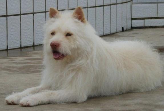 为什么越来越多人弃养狗,为什么有很多人养了狗感觉比人好