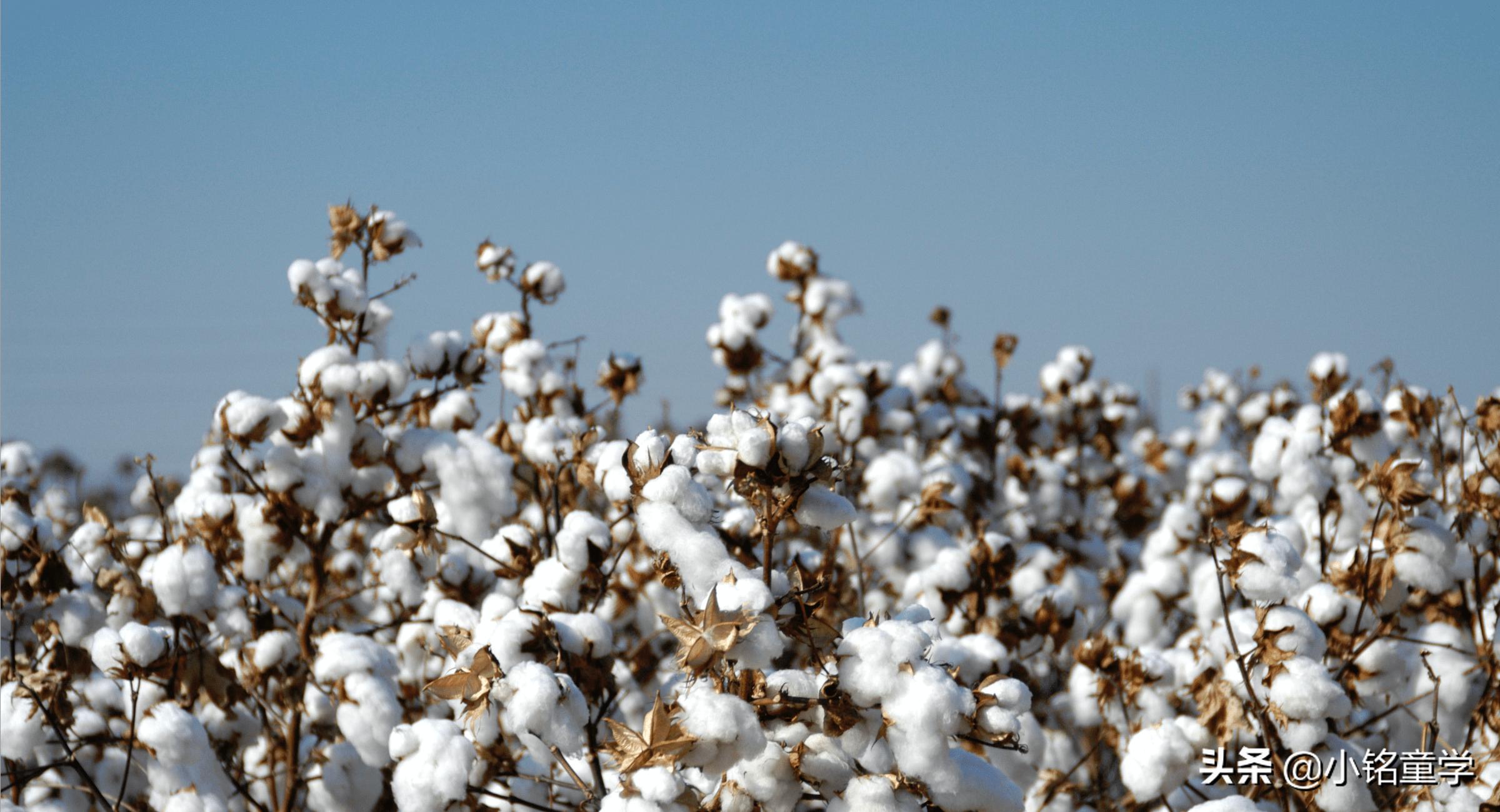 纯棉t恤怎样辨别好坏,质量好的纯棉t恤不正规款