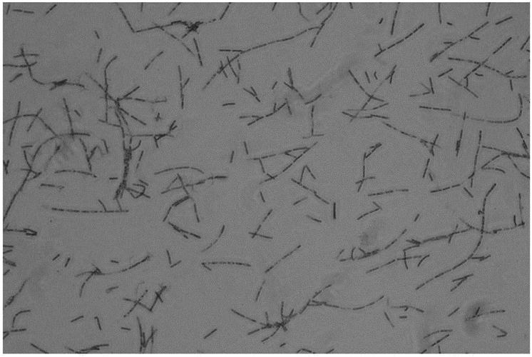 苏云金杆菌杀虫剂对蜜蜂有害吗,苏云金芽孢杆菌生物杀虫剂