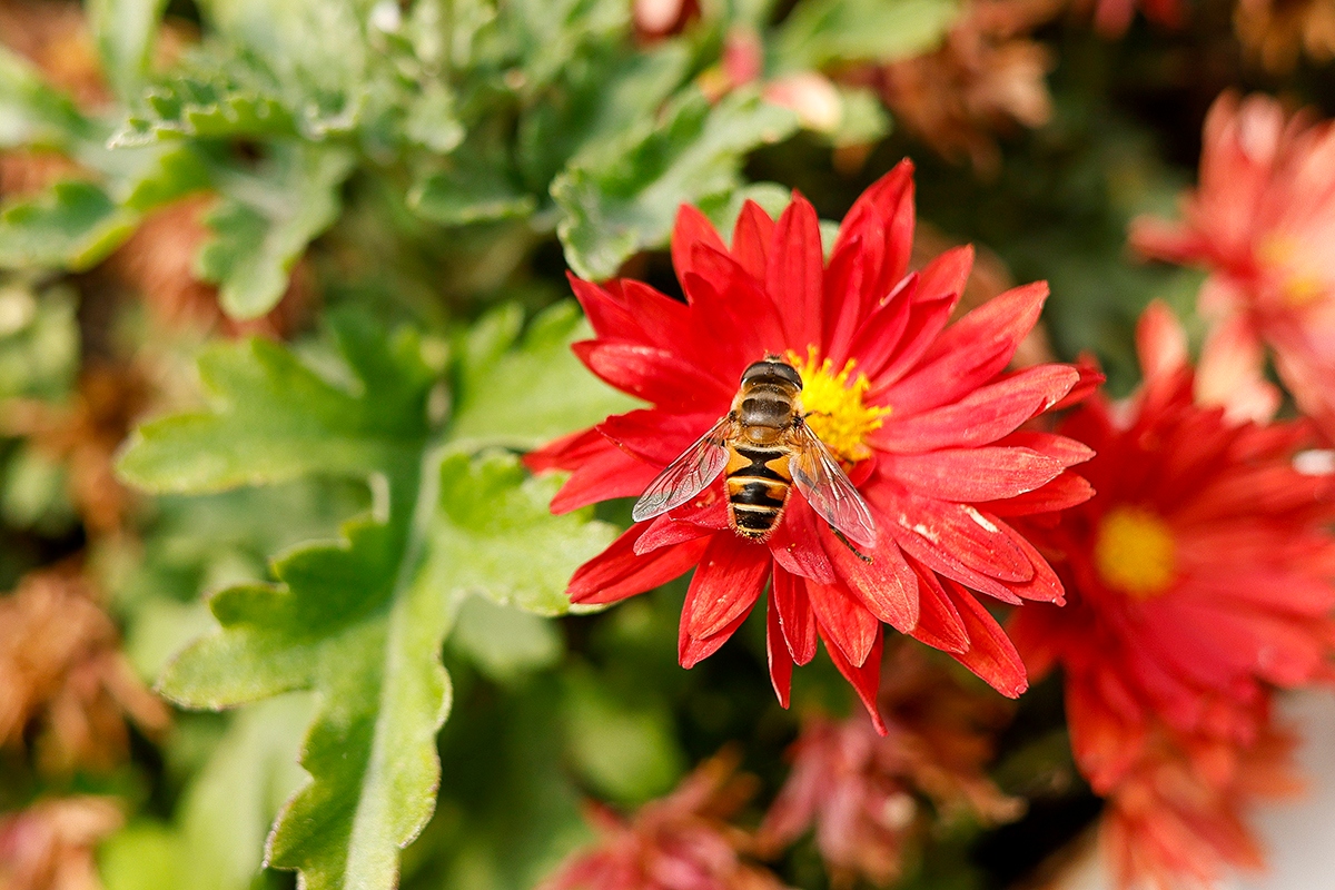 佳能16-35mm2.8f镜头一代评测,佳能rf15-35f2.8镜头值不值得买