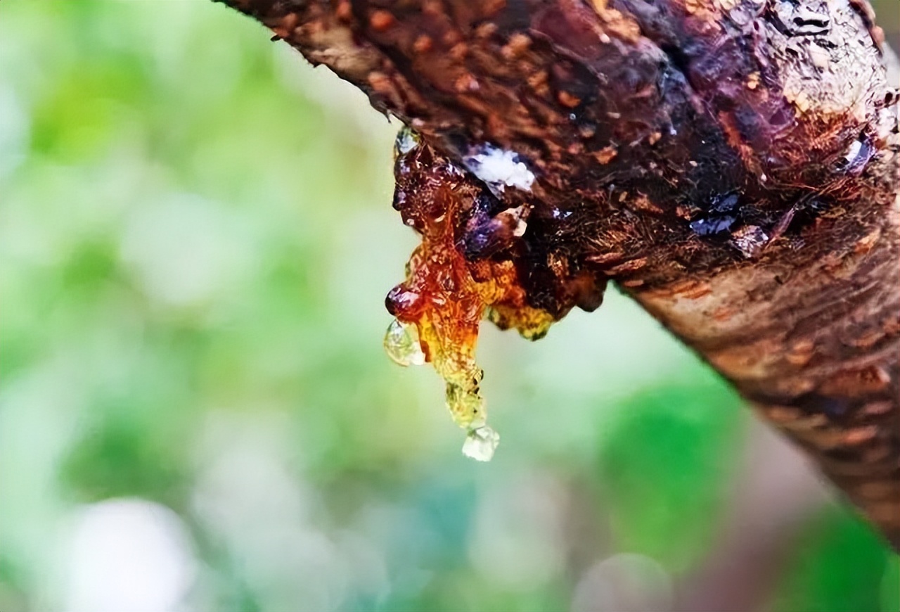 桃胶有什么用怎样吃,桃胶有什么用处能美白吗