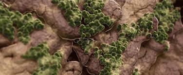 夏天脚气发作脚痒难忍用什么药膏,脚气痒脱皮有小水泡治疗小妙招