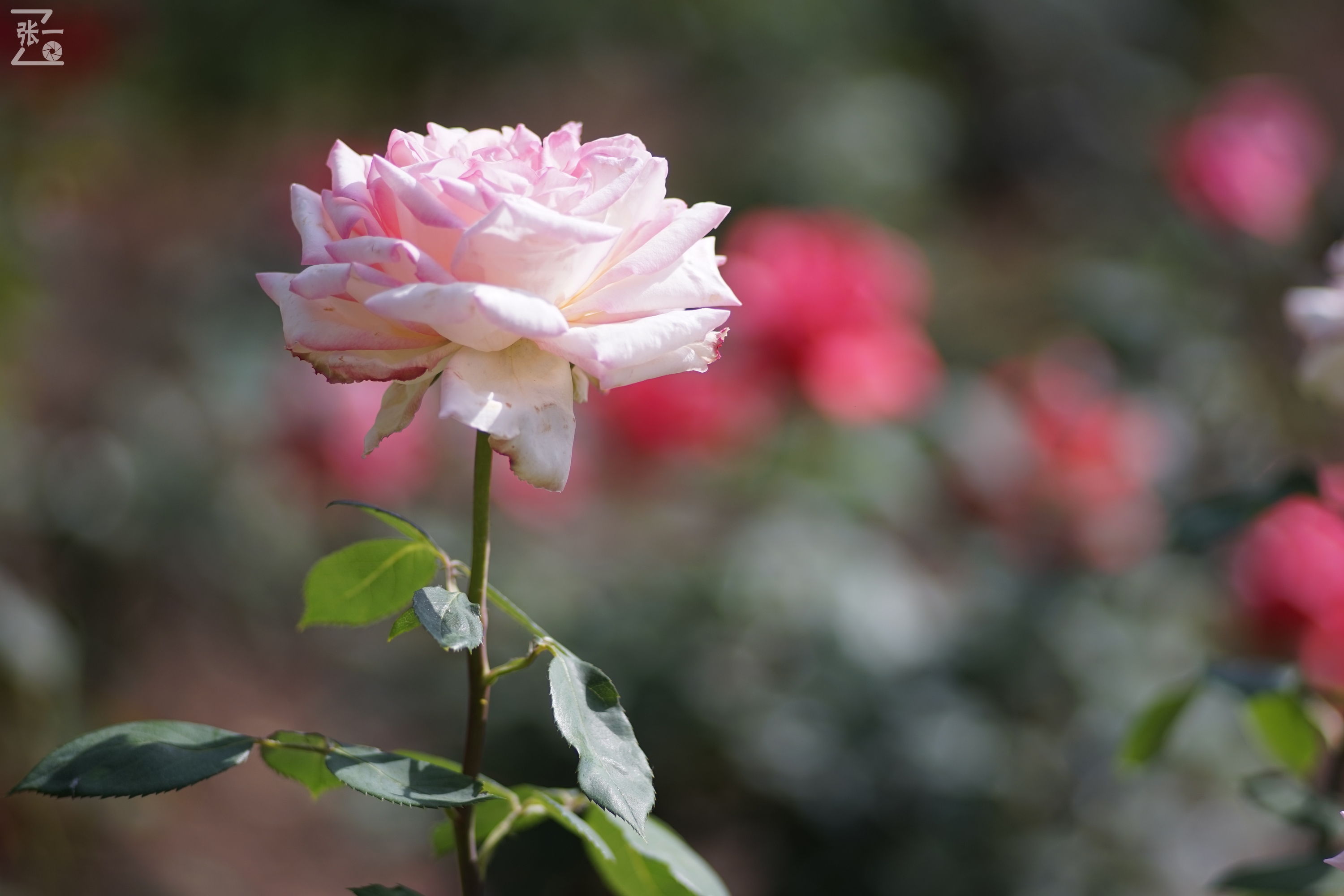 蔡司sonnar50毫米,蔡司sonnar镜头生产年份