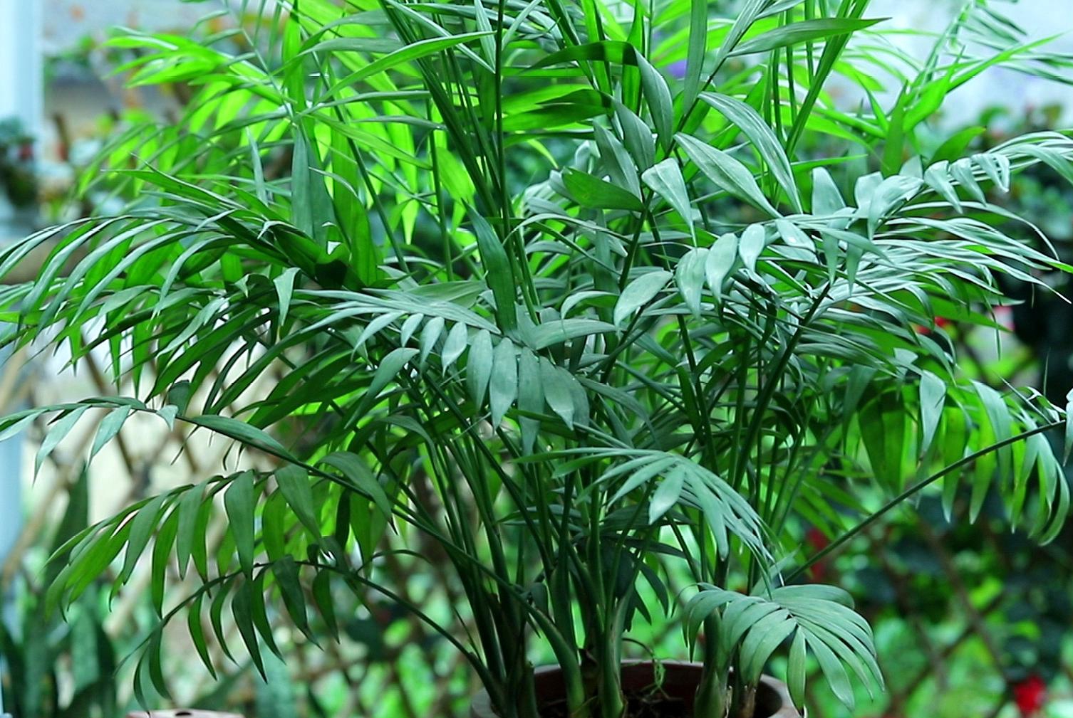 进阶为植物养殖高手必养的植物,20年种植经验告诉你多肉这样养