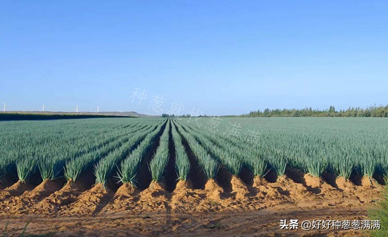 大葱种子怎么样,大葱种子和小葱种子的区别