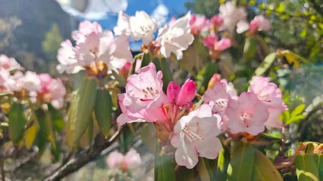 雪山下的梦幻球场爆红网络！*藏西**的这个小城，值得被所有人看到