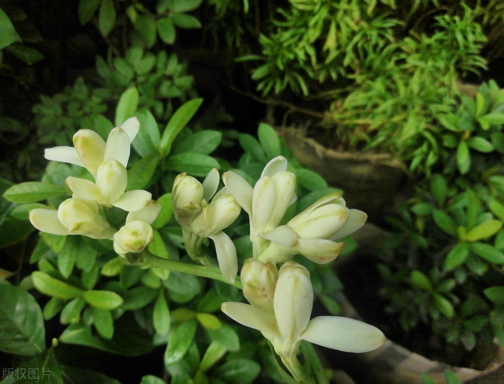 十大公认最好闻的味道,十大最好闻的香味