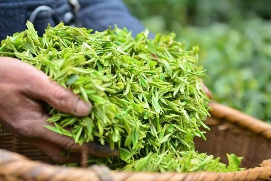 价格太低的茶叶好不好,茶价背后鲜为人知的内幕