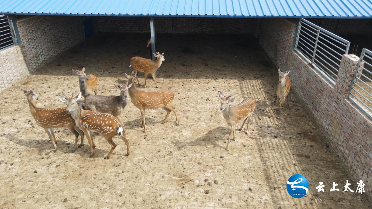康马镇乡村振兴,太康乡村振兴