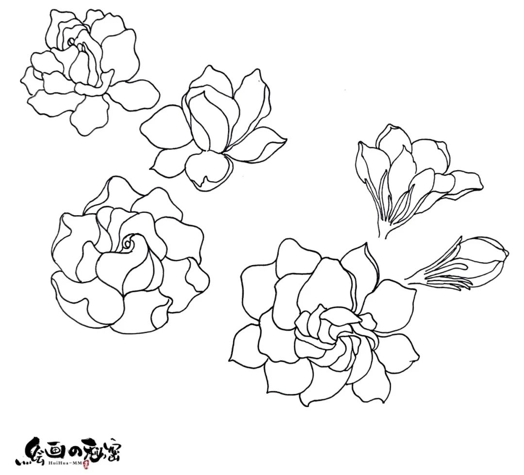 茉莉花开,茉莉花盆栽