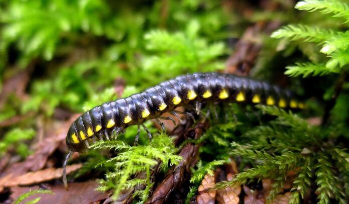 家里很多马陆虫怎么彻底消灭,院子马陆虫怎么消灭不伤小孩