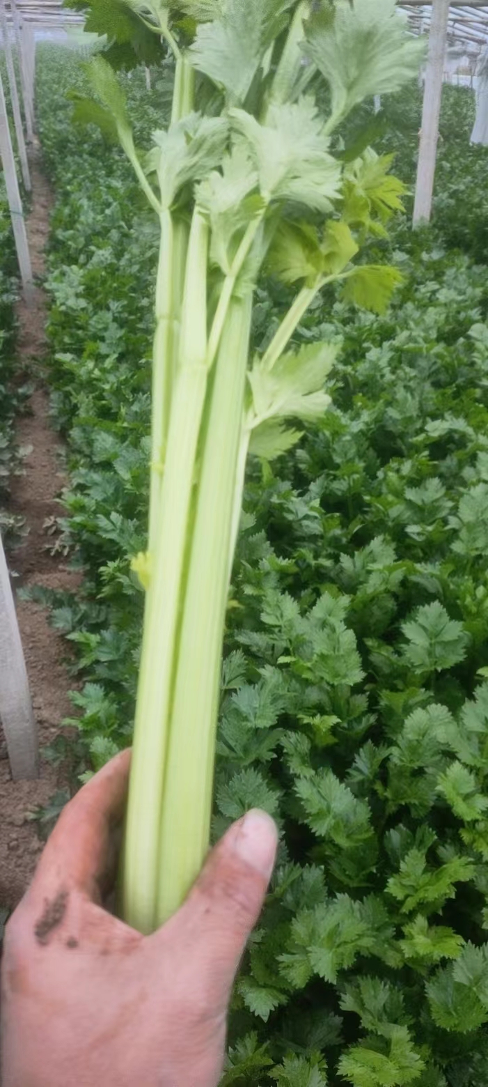 收购价45元一斤蔬菜,四五十万斤蔬菜滞销菜农寻销路