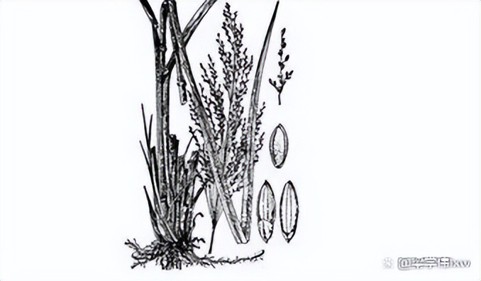 古代的计量单位石读什么,斗升古代计量单位