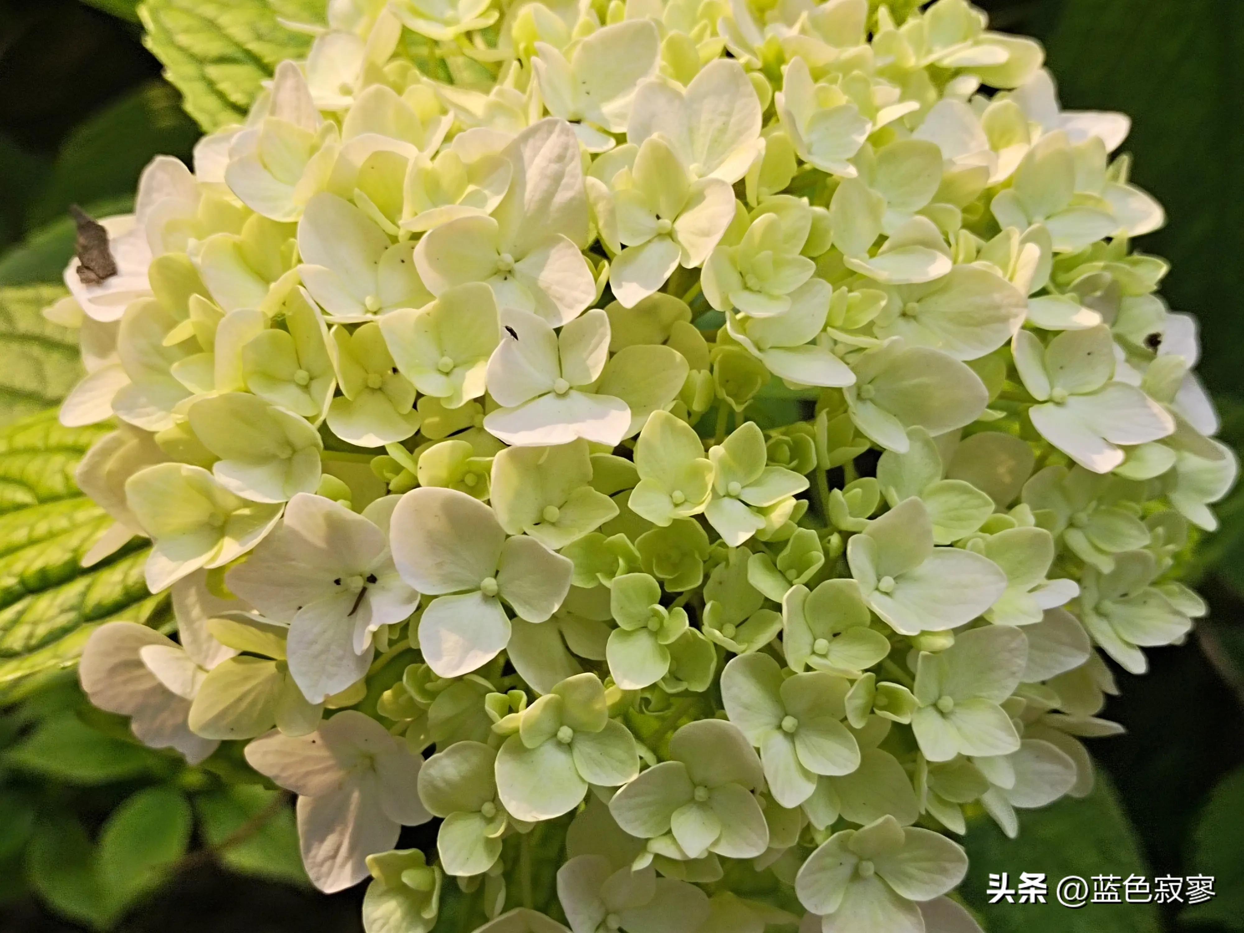 绣球花开洁白如玉令人赏心悦目,绣球花生如夏花