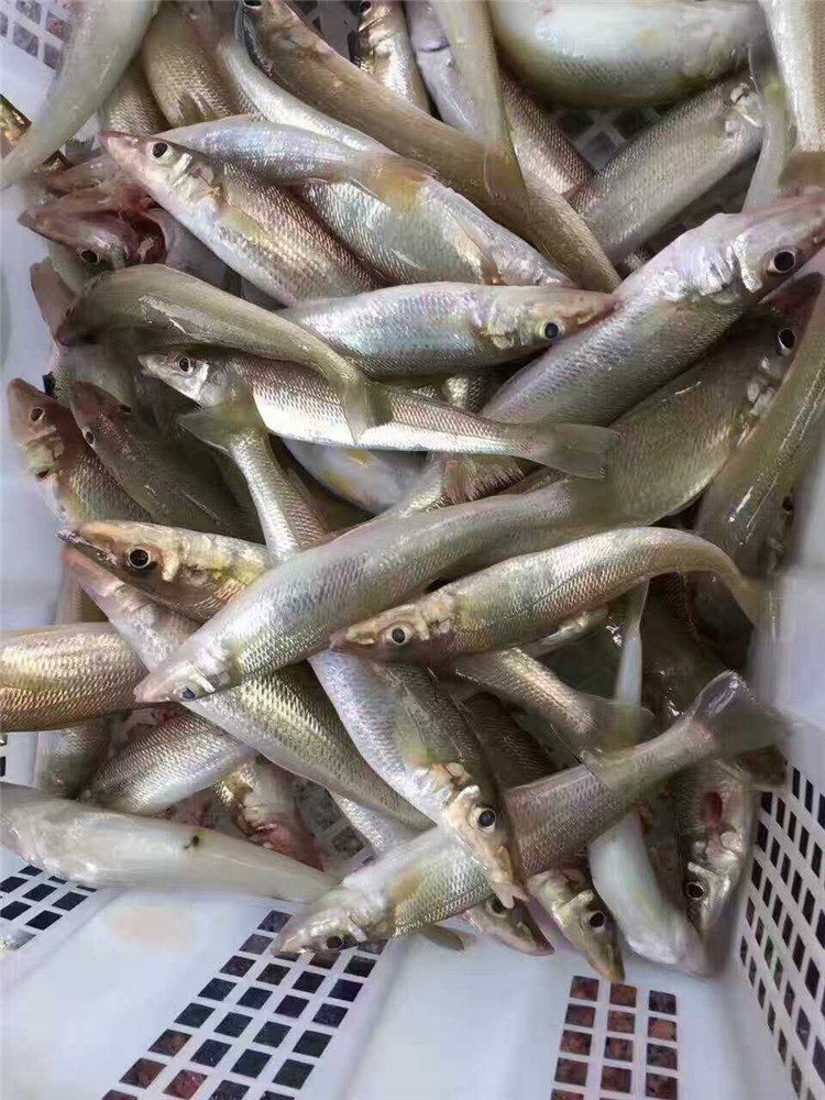 浅海滩海鱼钓法,常见海鱼钓法