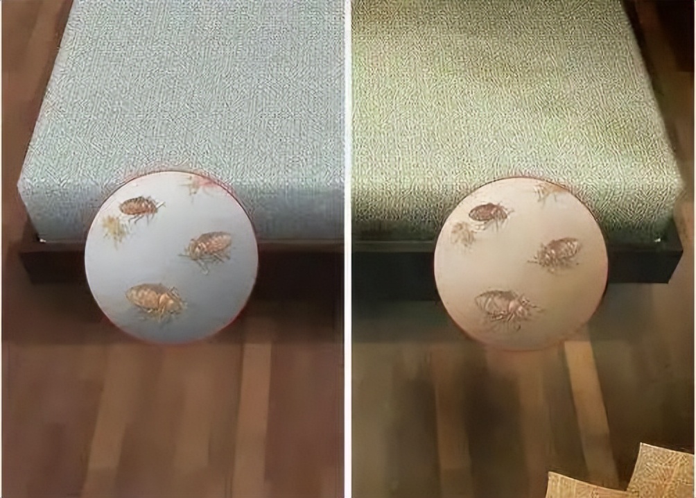 家里有床虱怎么彻底清除,如果被臭虫床虱咬了怎么办