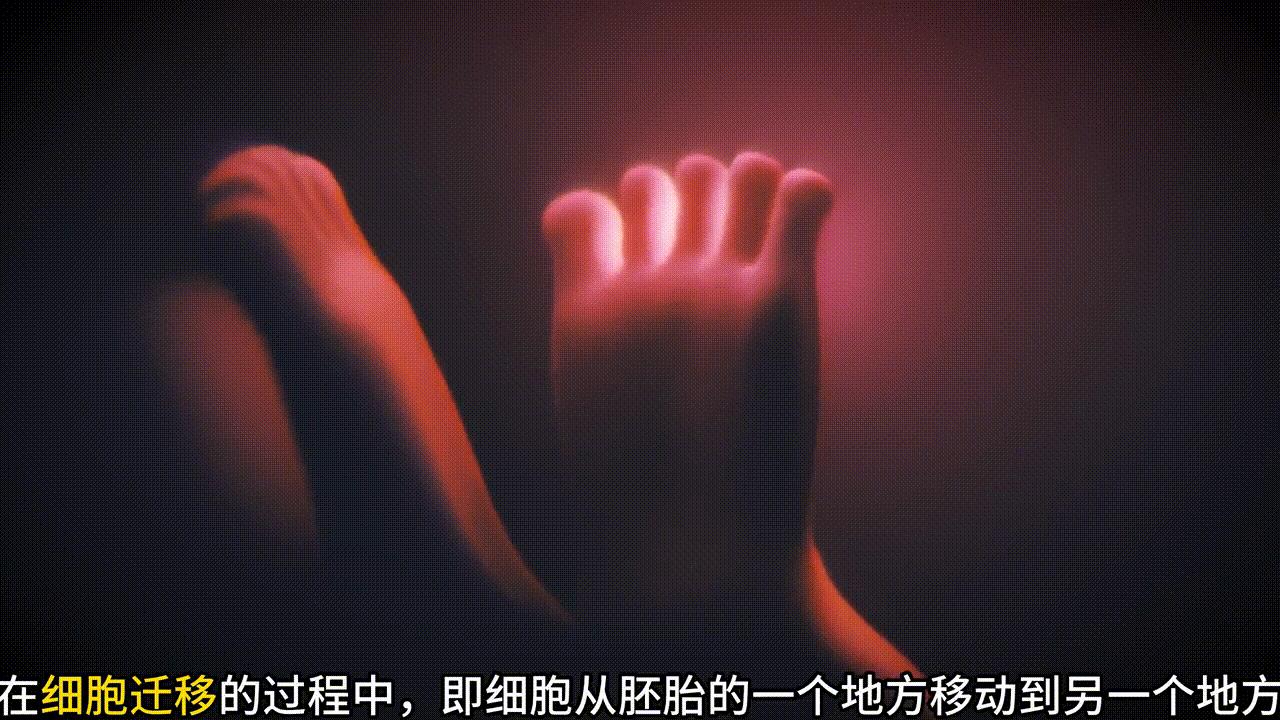 科普视频：酒精会对胎儿造成什么影响？#怀孕