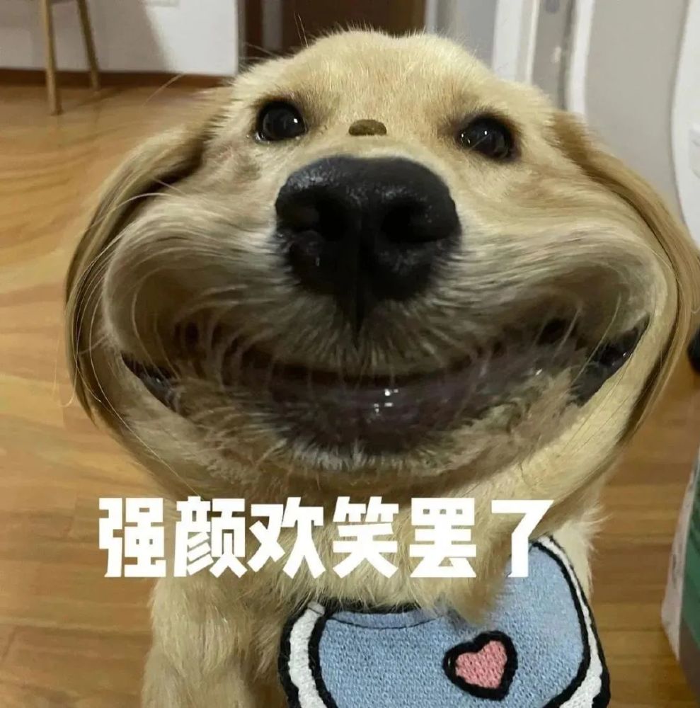 盘点狗界五大败家子你敢养吗,犬界五大难养的狗