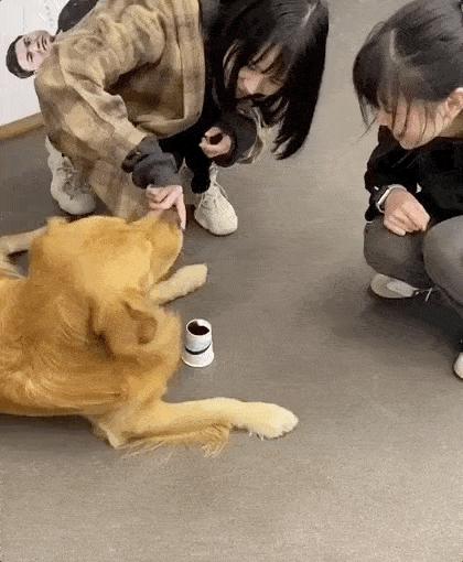 狗狗奇葩的几种交配方式,真的让人大开眼界