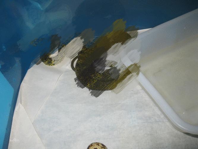 蛇从马桶里面爬出来咬伤人,女子被蛇咬到手上有蛇纹