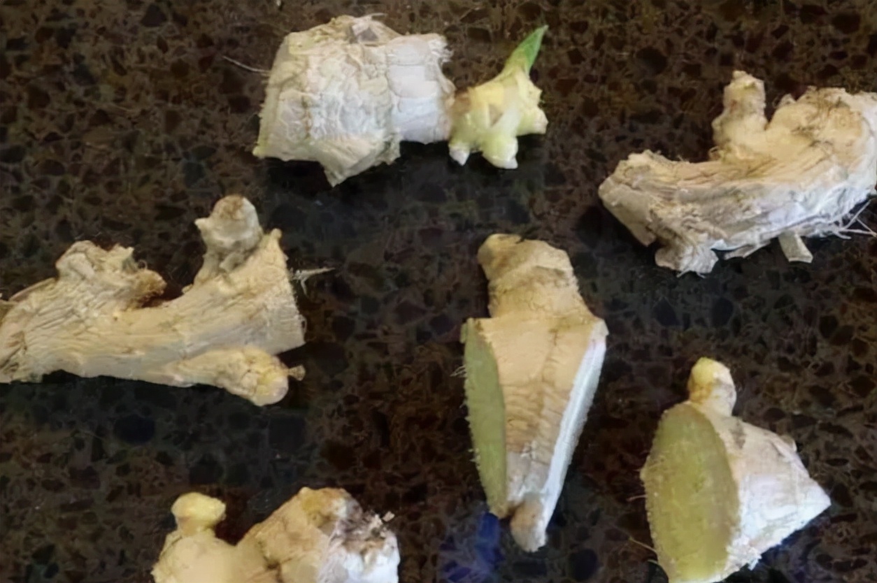 家庭盆栽生姜的种植方法,盆栽生姜种植时间和步骤