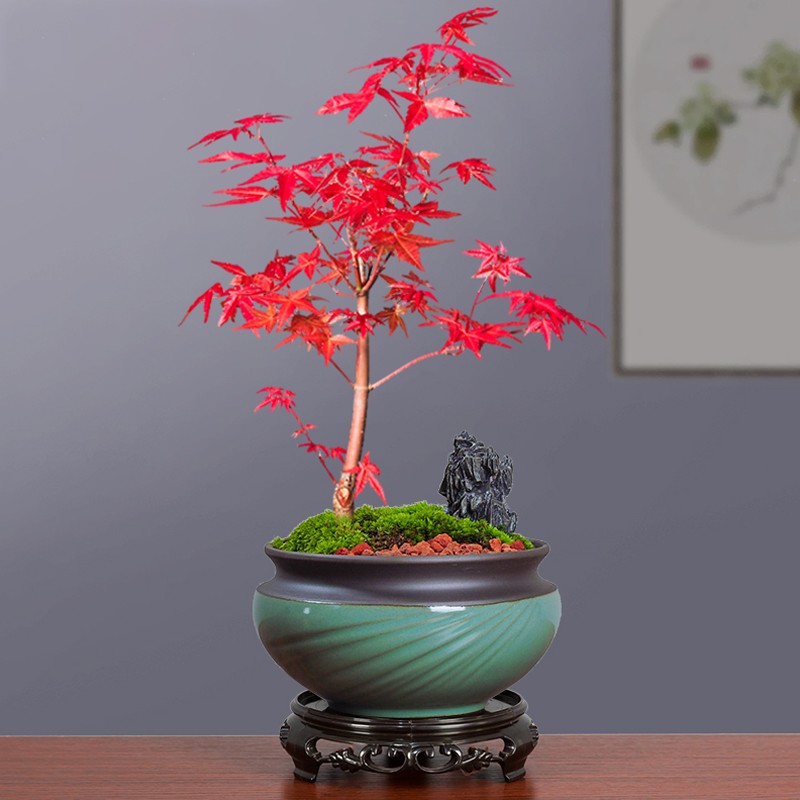 木本植物叶子枯萎发干脱落,盆栽植物掉叶子是什么原因