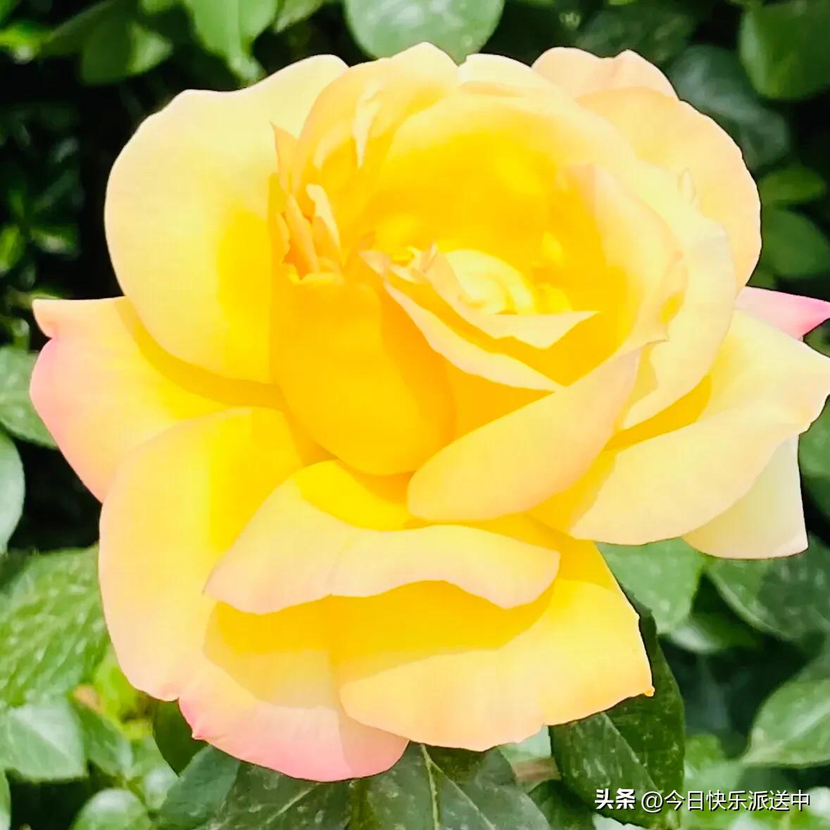 美醉了的月季花图片,娇艳欲滴的红色月季花图片