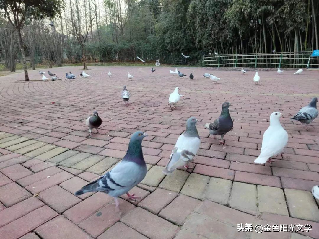 《逃宝》《咕咕》《古怪的猫》《灰灰》