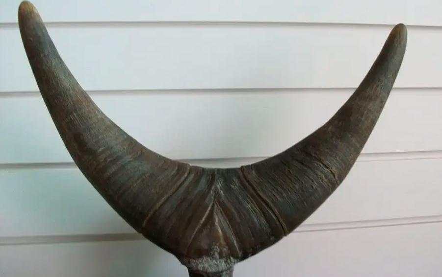 全球不足百头的动物,全球数量不到100只的动物