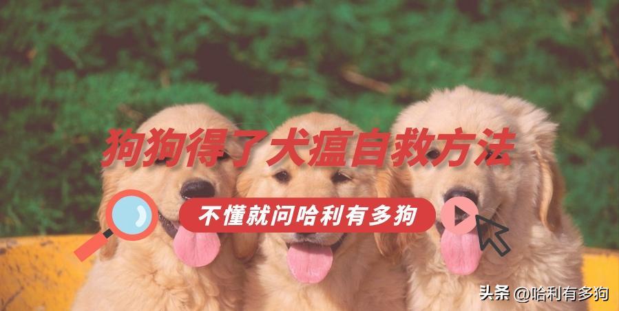 狗狗得犬瘟吃草是自救吗,中晚期犬瘟自救日记第二天