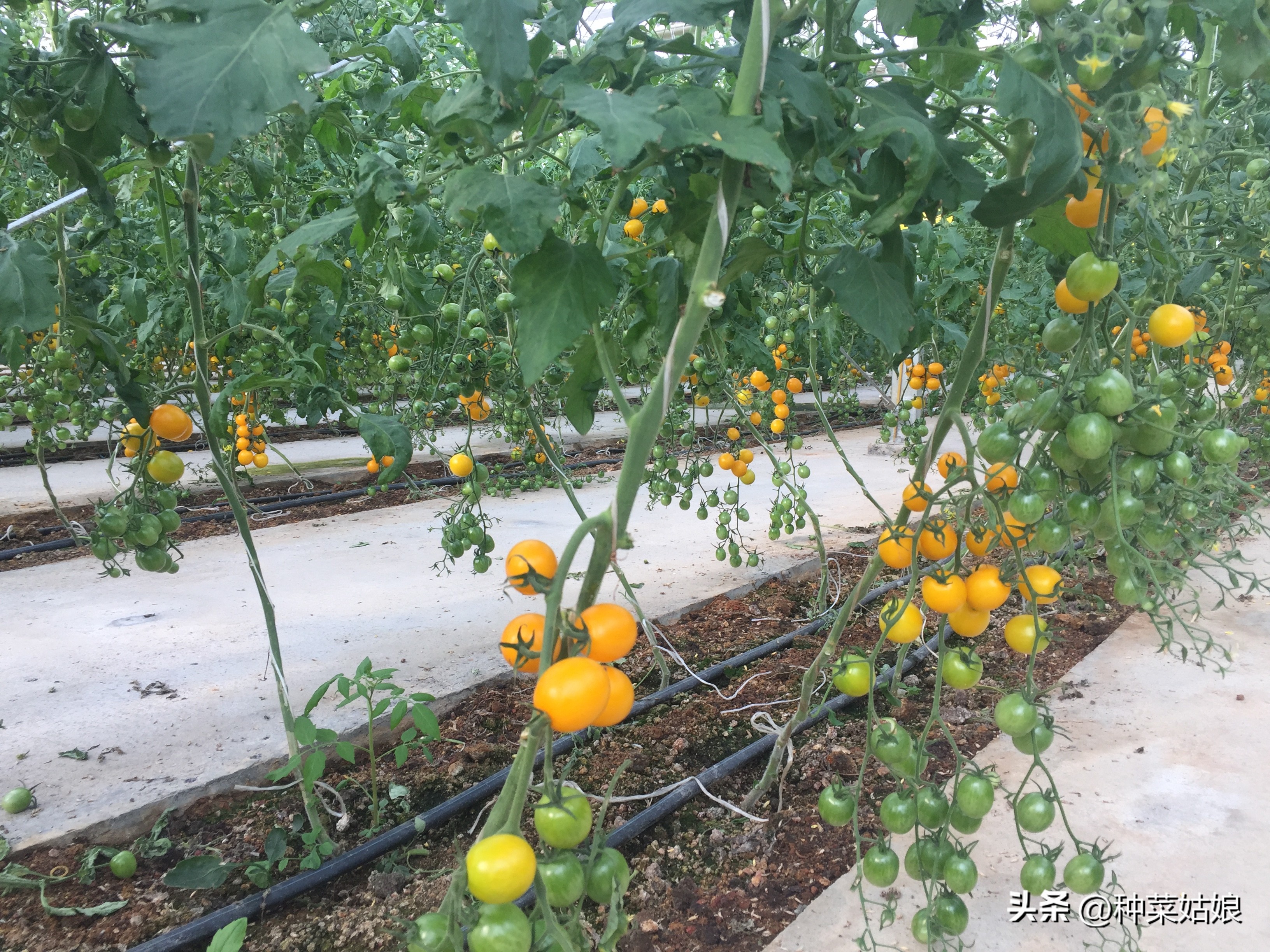小番茄苗整枝打杈选择什么天气,番茄种植整枝打杈摘心视频