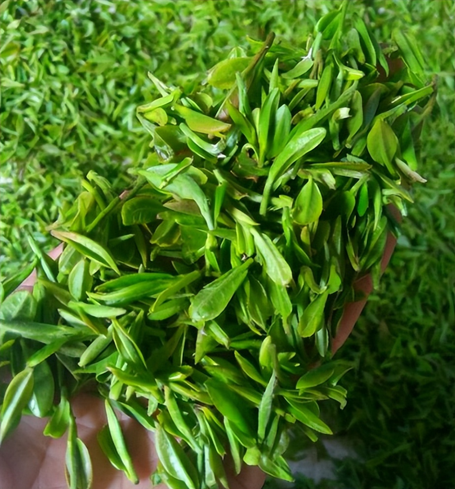 长期喝红茶和绿茶的区别,绿茶和红茶分别什么季节喝比较好