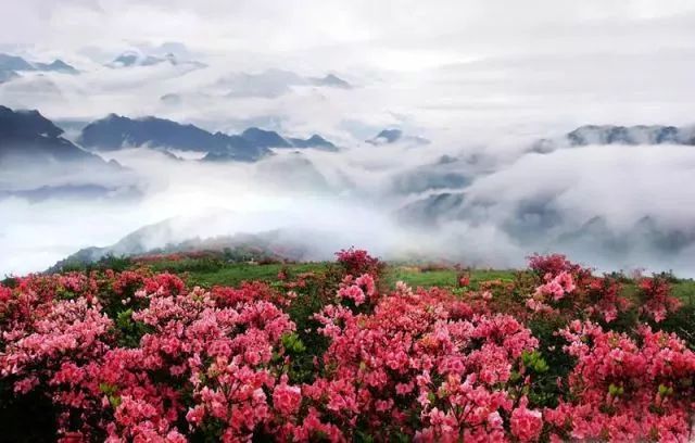林中若有花，念的必是映山红