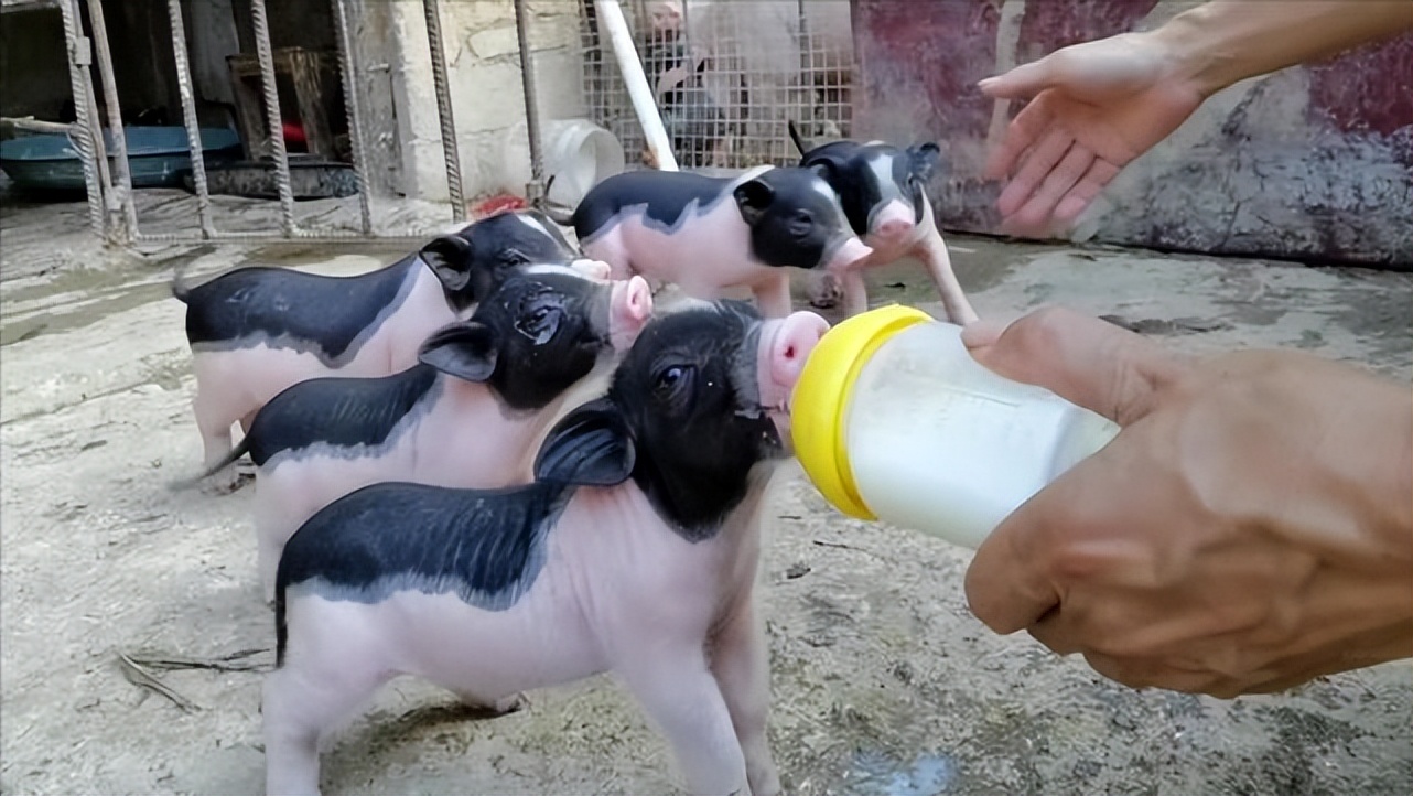 母猪120天了还没奶没有生产的迹象,母猪116天了还挤不出奶水来正常吗