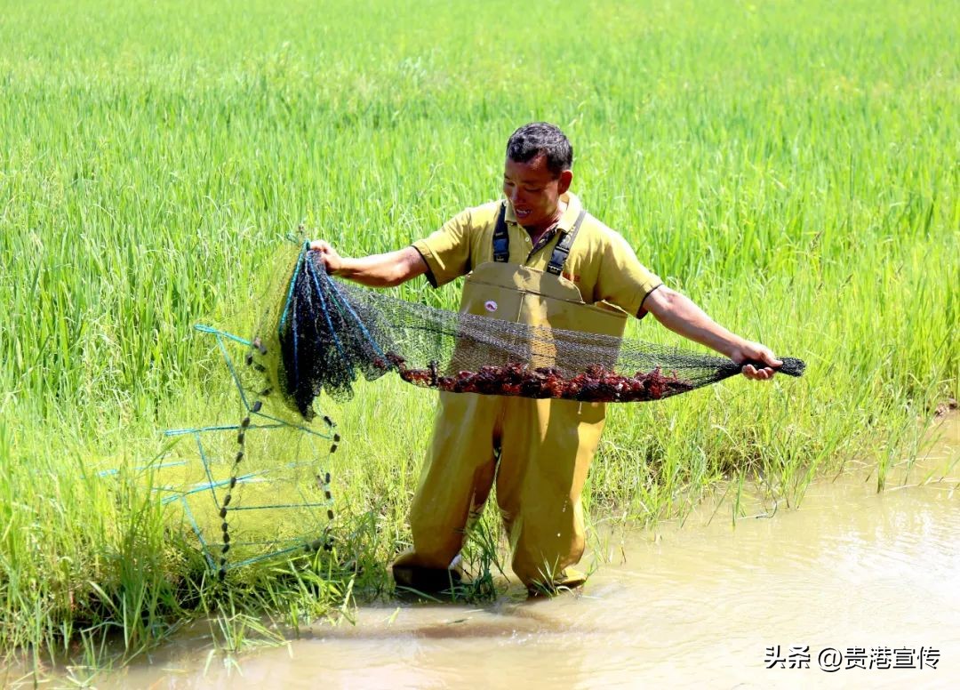 藕塘养殖小龙虾收益如何,藕遇加盟
