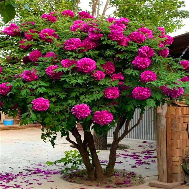 6种漂亮的富贵花好养好看还招财,6种长寿花能活一百年漂亮又吉利