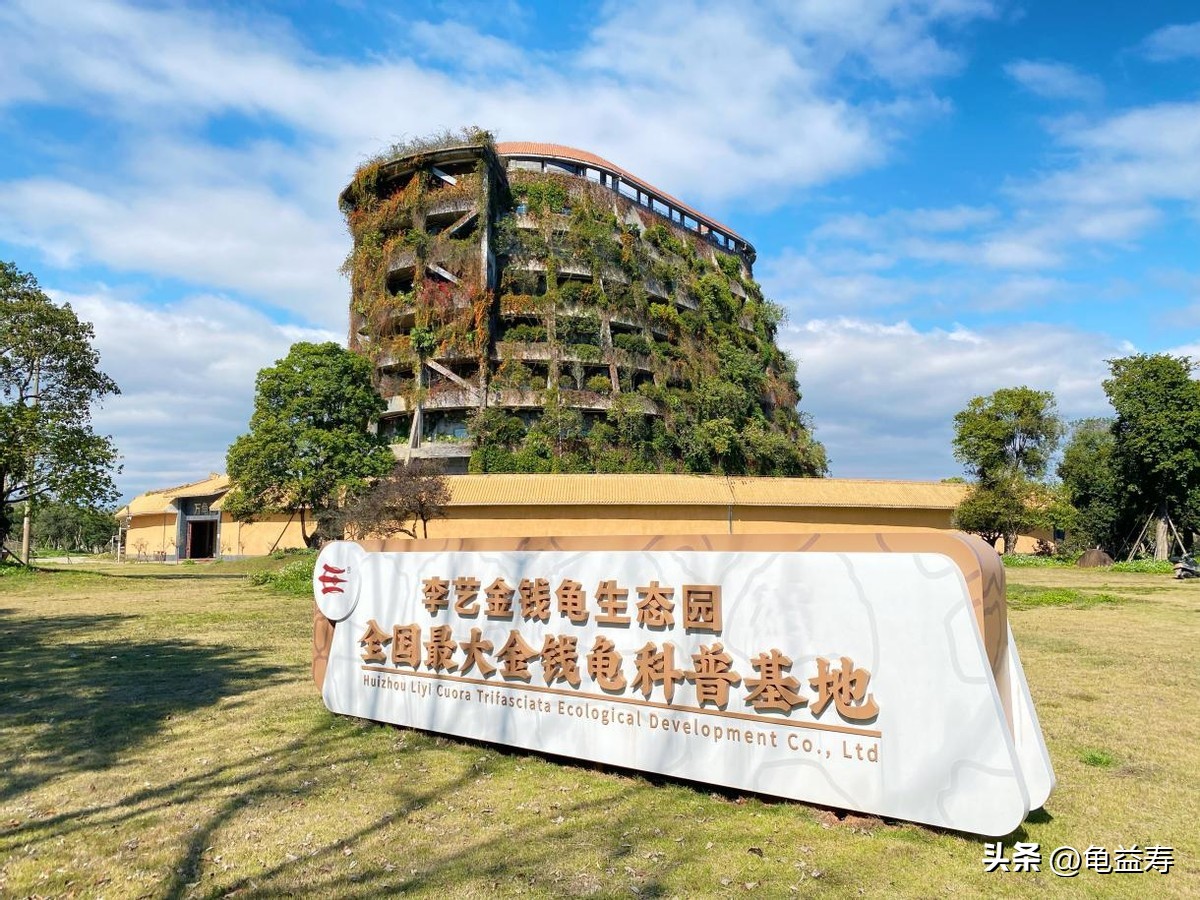 龟益寿龟苓膏测评如何,龟苓膏延龄益寿