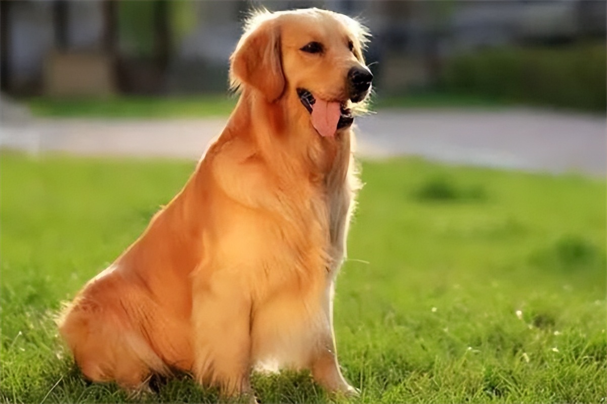 金毛犬价格一般多少钱一只,金毛犬纯种多少钱一只