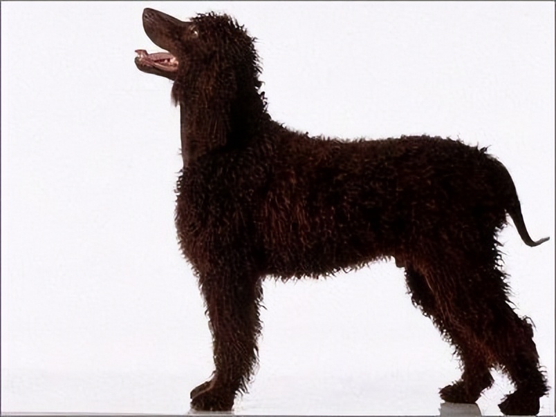 怎么喂养幼犬柯基,如何喂养约克夏狗狗