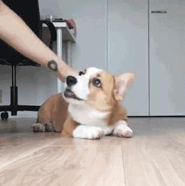 柯基犬幼犬最近很瘦怎么办,柯基狗狗特别瘦怎么办