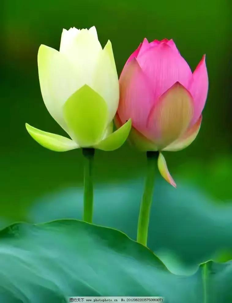 最美荷花古诗图片,诗词荷花图片大全