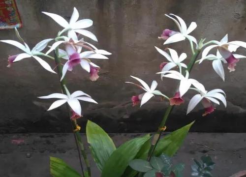 十种最有名的兰花图片,最美的100种兰花图片