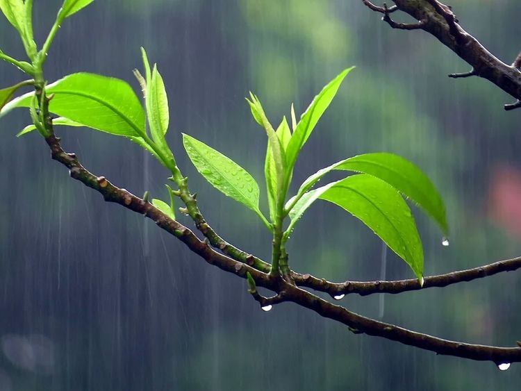 我，竟无比的喜欢雨