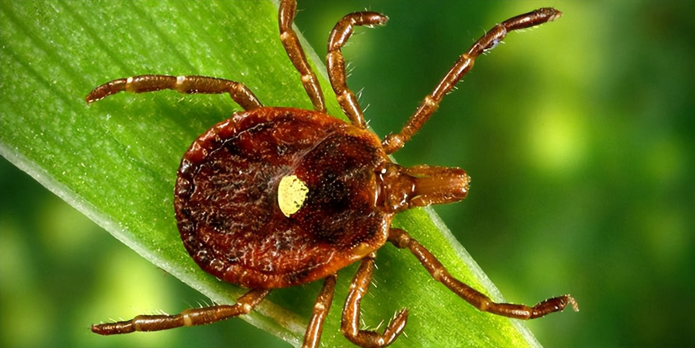 被蜱虫咬能死吗,被蜱虫咬了一辈子不能吃肉吗