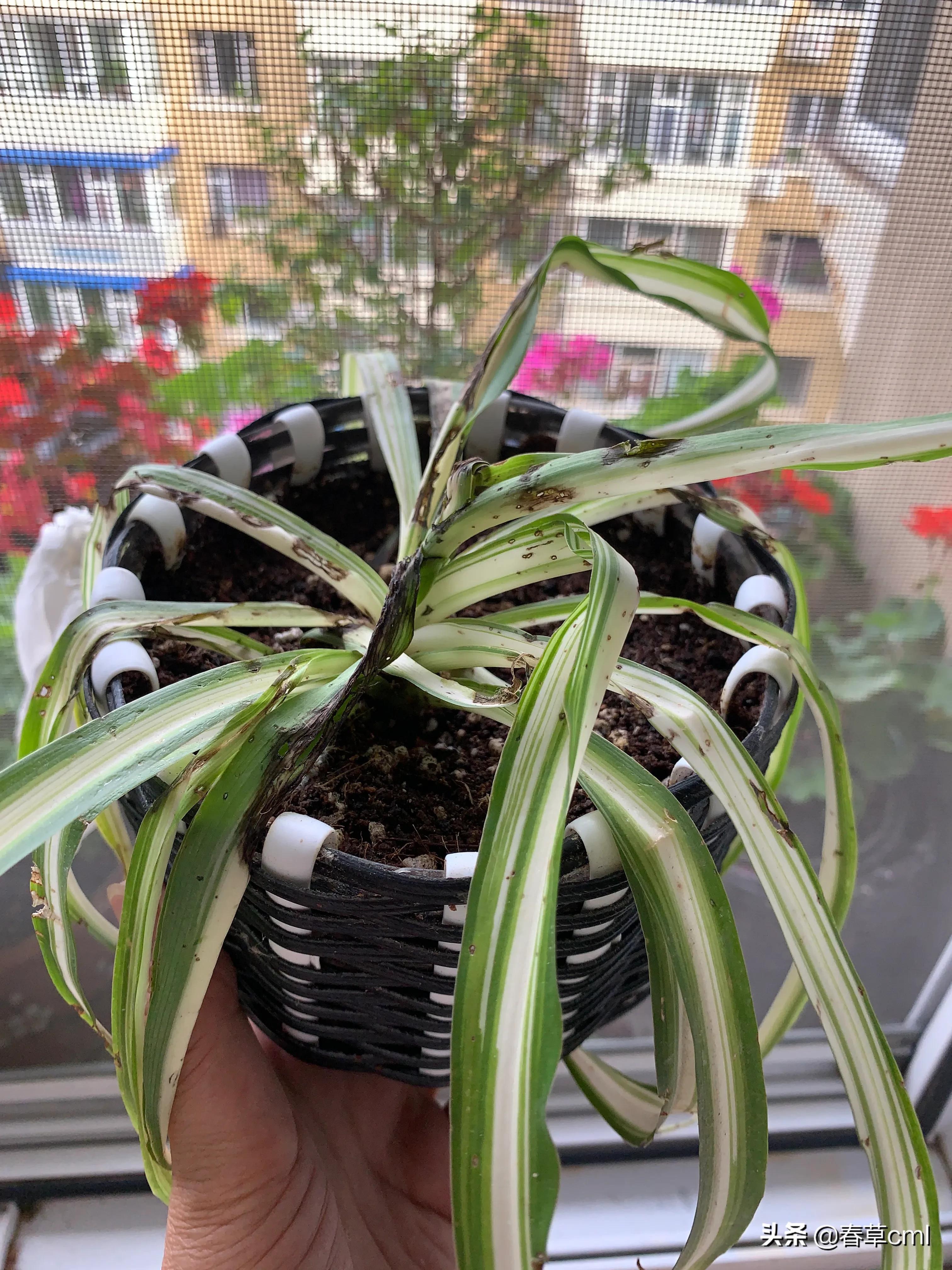 家里的花都被猫弄了怎么办,家里的花被别人摘了怎么办