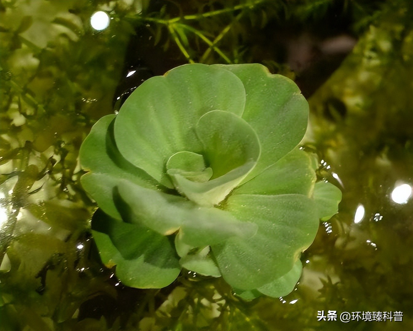 大薸怎么水培繁殖,大薸适合切头繁殖吗