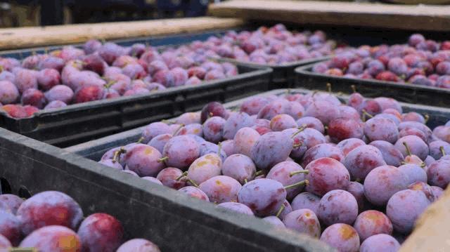 催排便的水果,拉粑粑吃什么水果