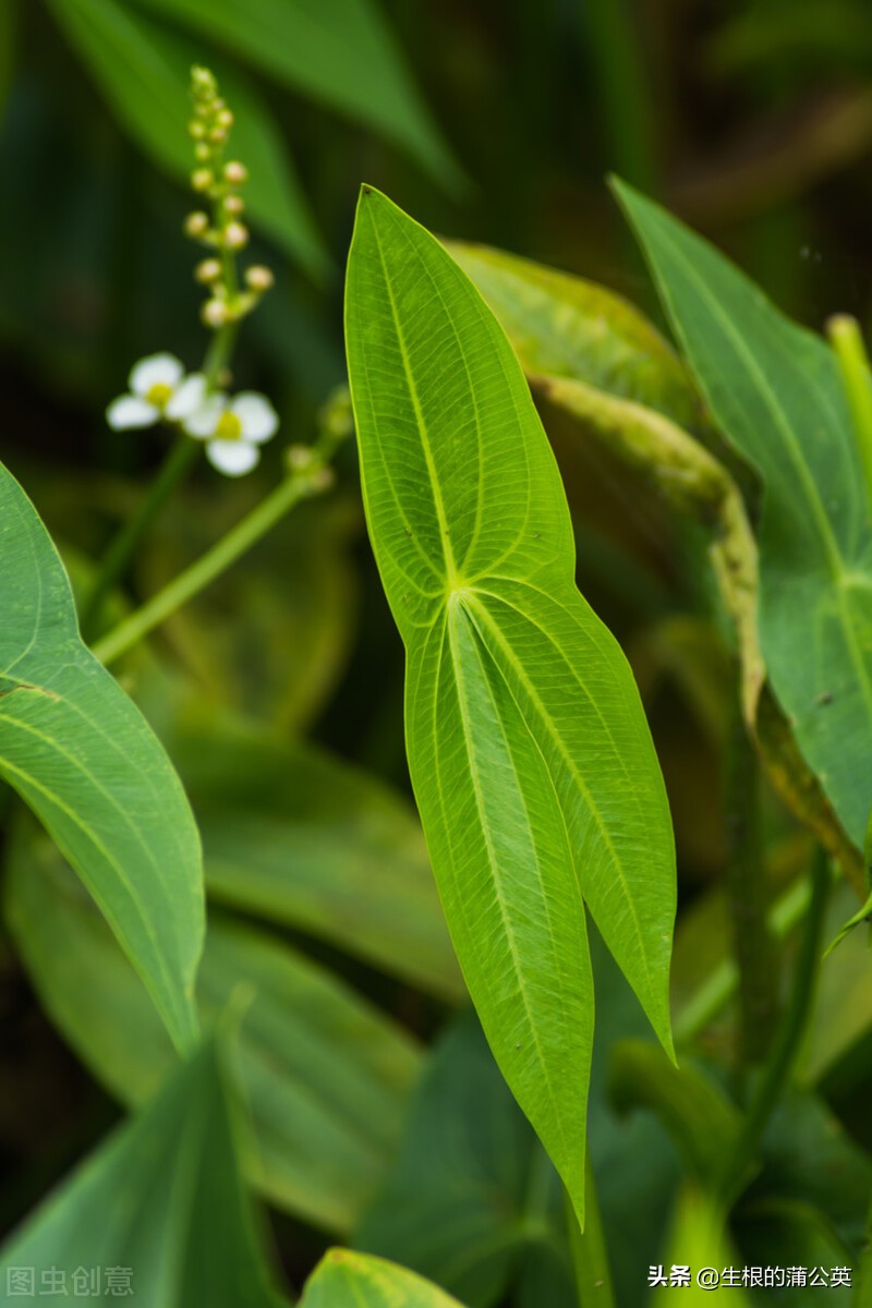 水生花卉栽培方法和技术,十种常见水生花卉