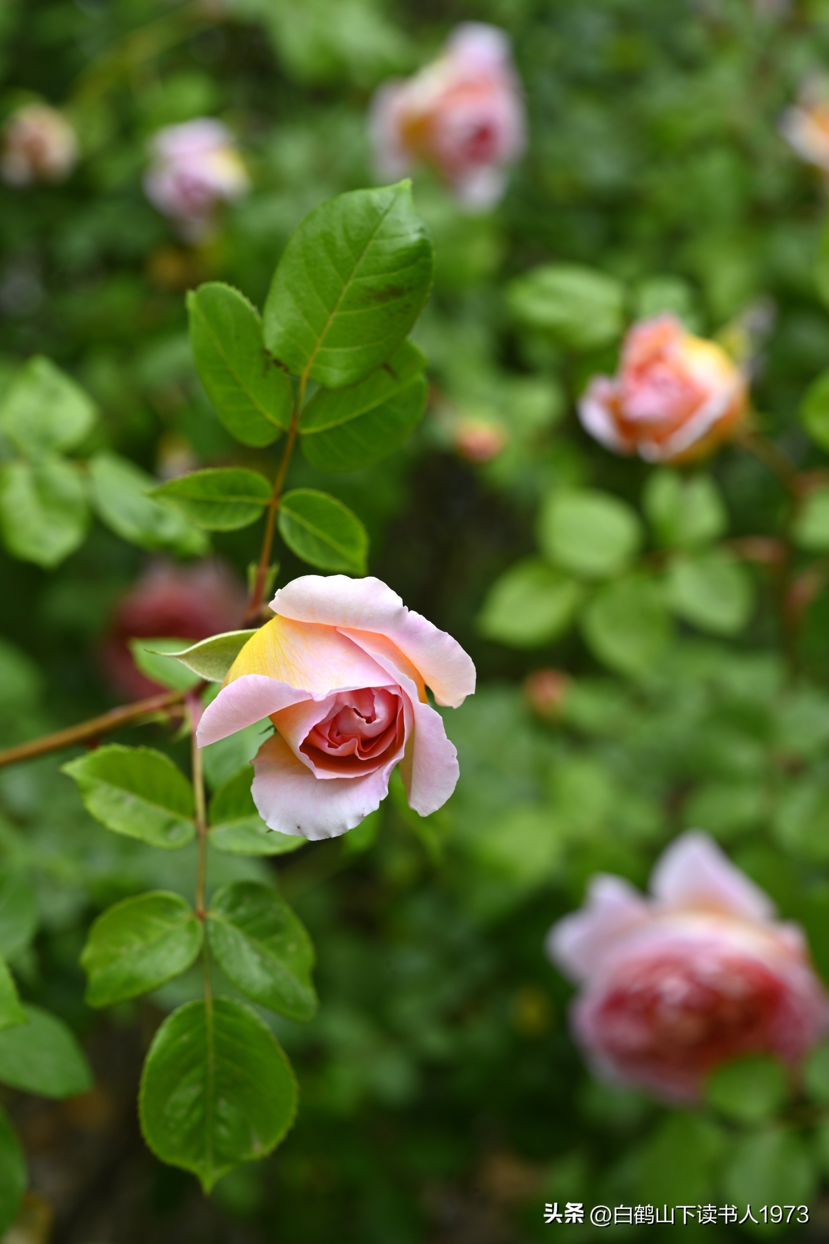 万善园（157）“己所不欲、勿施于人”的再思考